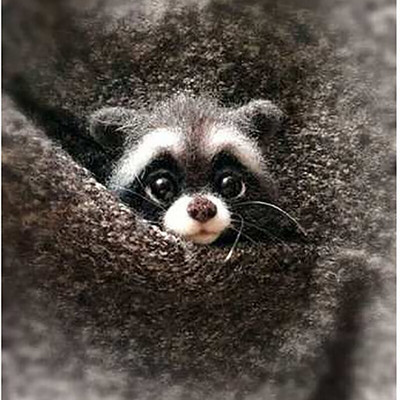 „Pasidaryk pats“ Moterys / Vyrai Kišeninis gyvūnas Naminė lėlė Žaislas Vilna adatų vėlimo rinkinys „Pasidaryk pats“ nebaigtas šuns katės lapės galvos dekoras