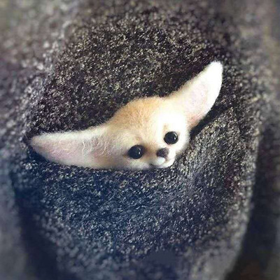 1Komplekt Armsad Loomad Pross DIY villane nõel viltimismaterjalide pakett Villane vildist käsitöö toksi komplekt DIY käsitöökomplekt lastele kingituste meisterdamine