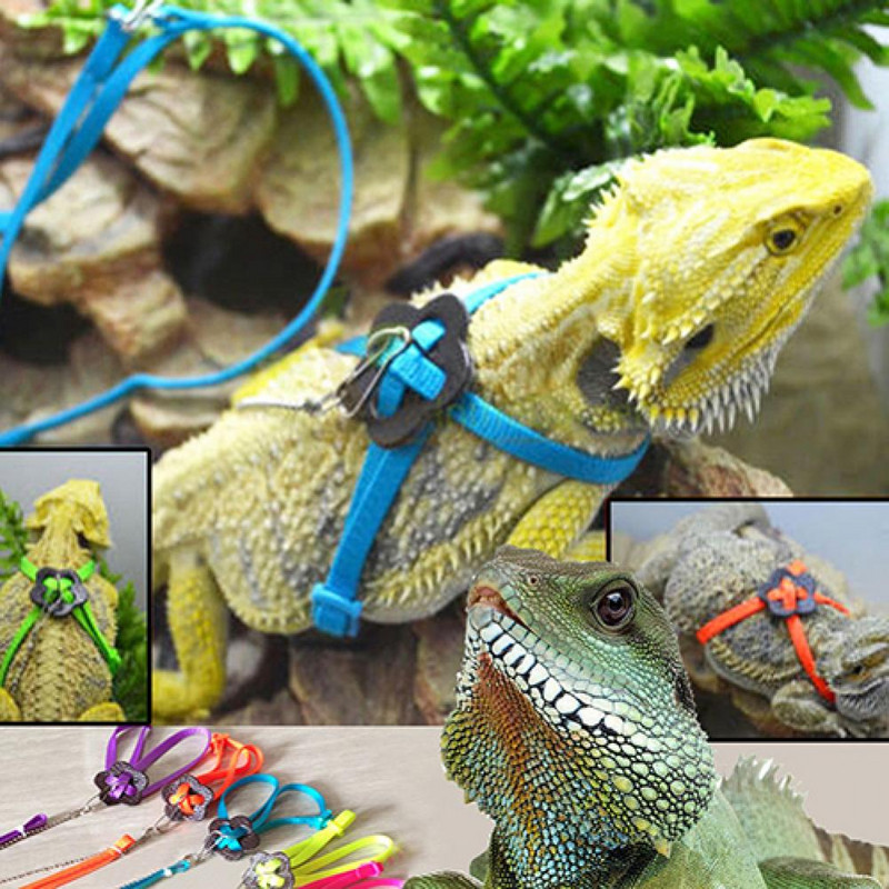 Lizard Harness Praktiline Kasulik Lacertid Rihm Ohutu Mugav Lacertid Rihm