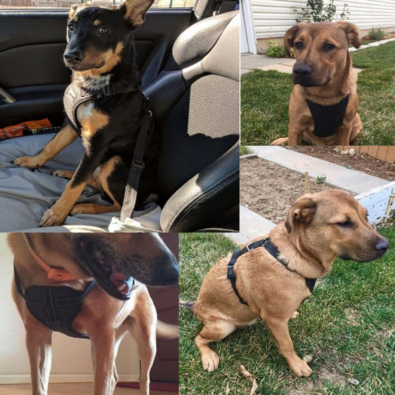 Koerasõiduki turvarihmad Reguleeritav pehme padjaga hingav võrgust auto turvavöö jalutusrihm koos reisirihmaga Enamik koertele mõeldud autosid