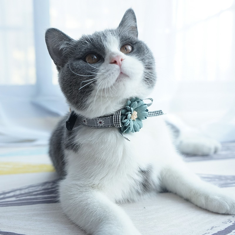 Lemmiklooma koera kaelarihm lill kutsikas kass koera kaelarihma jalutusrihma komplekt Reguleeritavad kaelarihmad väikestele keskmistele koertele Nahast kaelakee Lemmikloomatarvikud