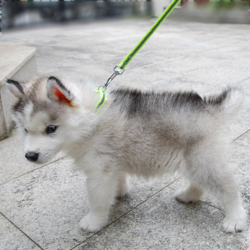 Povodac s ogrlicom za pse, mačke, podesivim ovratnikom za kućne ljubimce s reflektirajućim zvonom za mačku, malog psa za šetnju na otvorenom, terijer pudla