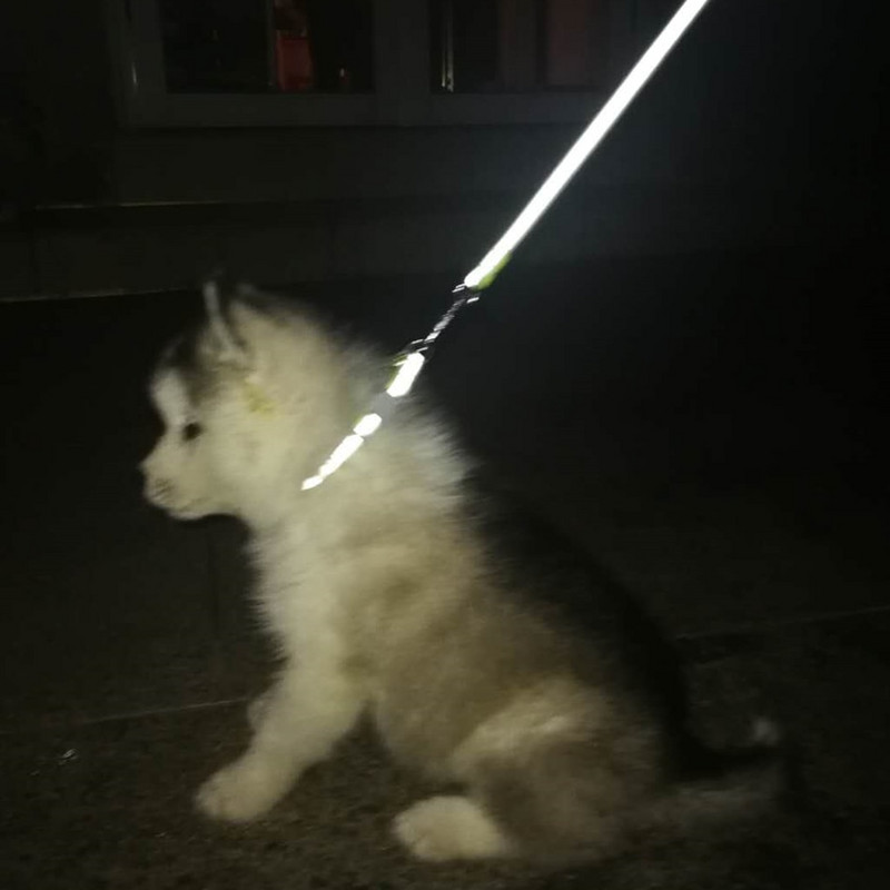 Povodac s ogrlicom za pse, mačke, podesivim ovratnikom za kućne ljubimce s reflektirajućim zvonom za mačku, malog psa za šetnju na otvorenom, terijer pudla