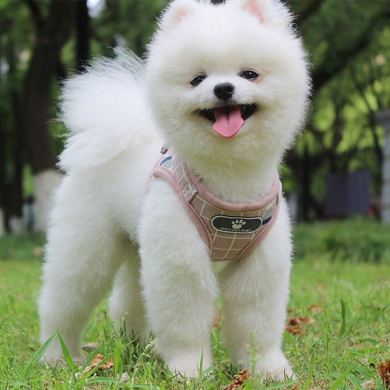 Светлоотразяващ колан за кучета Комплект каишка Дишаща мрежеста регулируема жилетка за малки и средни кучета Колани за домашни любимци Въжета за сцепление Консумативи