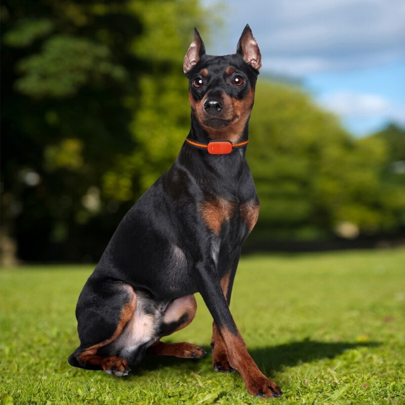 Monitor pentru câini de bază pentru dispozitiv de urmărire în timp real pentru animale de companie de 50 lb