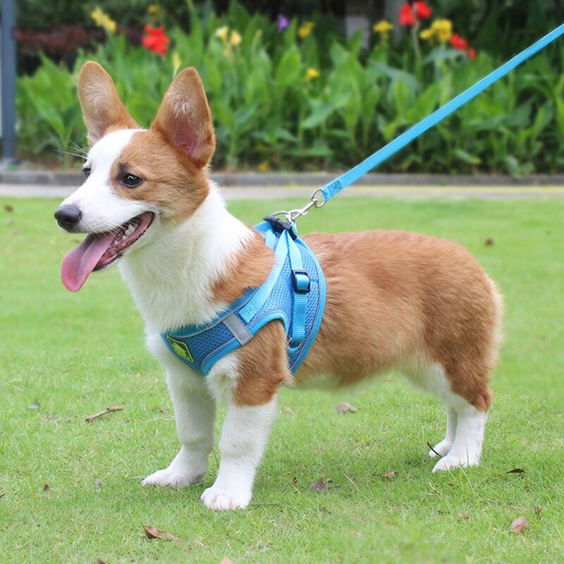Lemmikloomarakmete jalutusrihma komplekt tõmbamata, pehmest võrgust helkur, põgenemiskindel väikese koera kassi vest, reguleeritav õues kutsika kassipojale küülikule