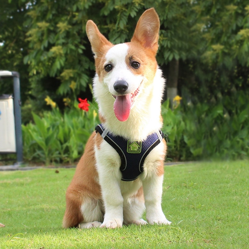 Lemmikloomarakmete jalutusrihma komplekt tõmbamata, pehmest võrgust helkur, põgenemiskindel väikese koera kassi vest, reguleeritav õues kutsika kassipojale küülikule