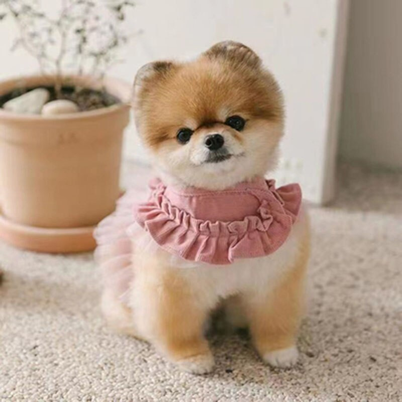 Fusta tutu din țesătură din velur din dantelă, vestă pentru animale de companie, câine mic, bichon, schnauzer, costum pentru cățeluș.