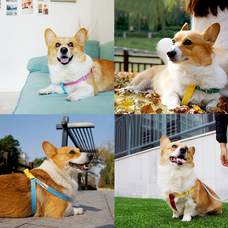 Βήμα σε σετ λουριών και λουριών σκύλου Ρυθμιζόμενο λουρί λουριών κατοικίδιων ζώων Μαλακό νάιλον λουρί σκύλου για μικρομεσαίους σκύλους