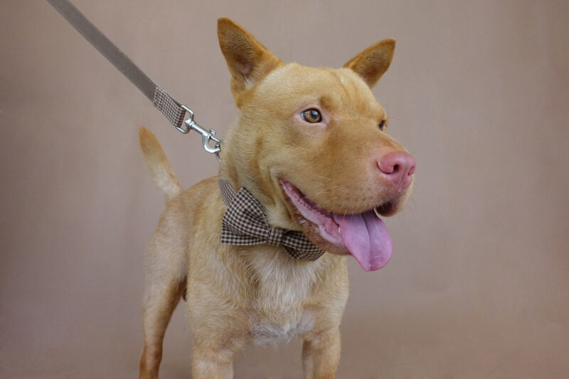 Személyre szabott kávébarna kockás nyakörv póráz szett nylon kisállat nyakörv póráz, gravírozott névtábla kis közepes méretű kutyák számára