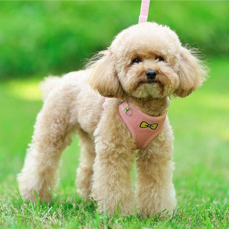 Pet Small Dog petnešos su pavadėliu rinkinys Mielas peteliškės spaudinys mažiems šunims kačių petnešėlės Mielos šuniuko priedai Čihuahua šunų reikmenys