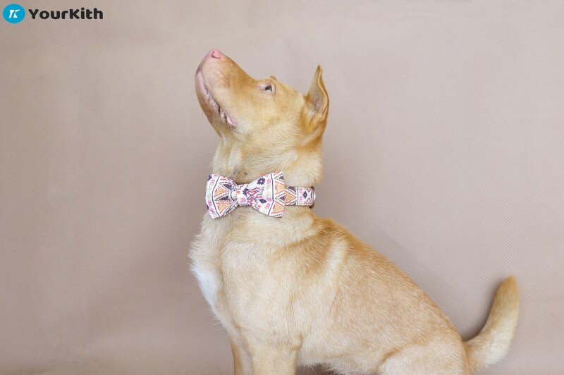 YourKith najlonska ogrlica za pse Personalizirana ogrlica za kućne ljubimce Ugravirana ID oznaka, pločica s imenom, povodac za male srednje velike pse Pitbull Mops