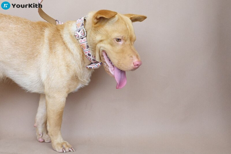 YourKith najlonska ogrlica za pse Personalizirana ogrlica za kućne ljubimce Ugravirana ID oznaka, pločica s imenom, povodac za male srednje velike pse Pitbull Mops