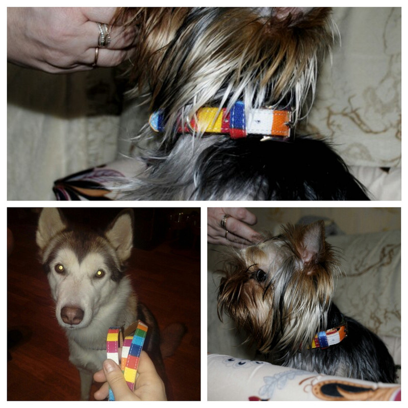 Koera kaelarihma rakmete jalutusrihma komplekt väikestele ja keskmistele suurtele koertele Lõuend Nahast koera kaelarihma rakmete komplekt Lemmikloomatooted MP0055