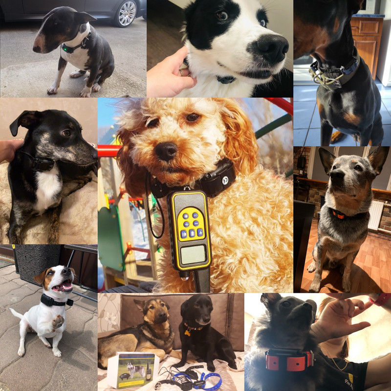 880 800M lemmikloomakoerte koolitus elektrišoki kaelarihm koertele IP7 sukeldumise veekindel kaugjuhtimispult koera seadme laadimise LCD ekraan
