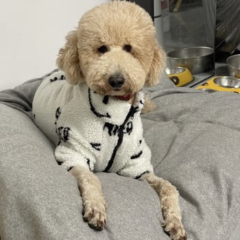 Φούτερ με κουκούλα σκύλου Μικρά μεγάλα μεγάλα ρούχα για σκύλους Χειμερινό παλτό για κατοικίδια Poodle Schnauzer Corgi Bull Terrier Στολή σκύλου Dropshipping