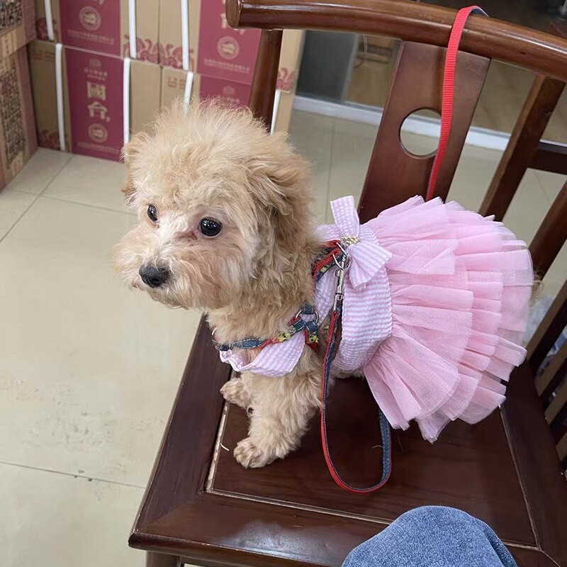 Koerte suvekleit kassi pits seelik Lemmikloomarõivad Chihuahua triibuline seelik kutsikas kass printsess rõivad armsad kutsikad koerad Aksessuaarid