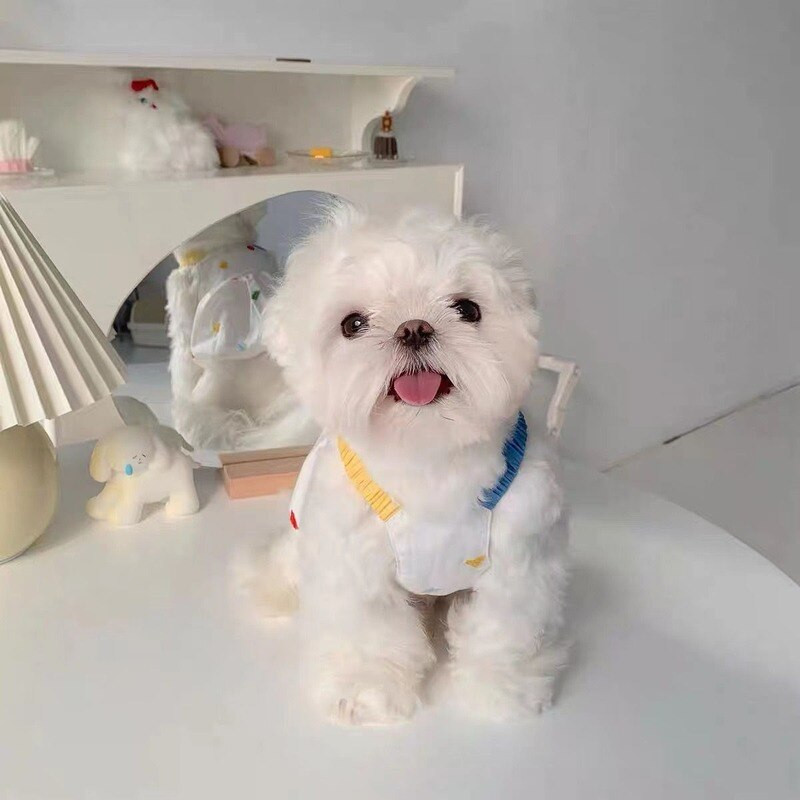 Kõrvits Kleit Lemmikloomade riided Koerad Värvilised seelikud Koerariided Kassikostüüm Õhukesed Labradori Sussid Armsad Suvised Valged Tüdrukud Mascotas