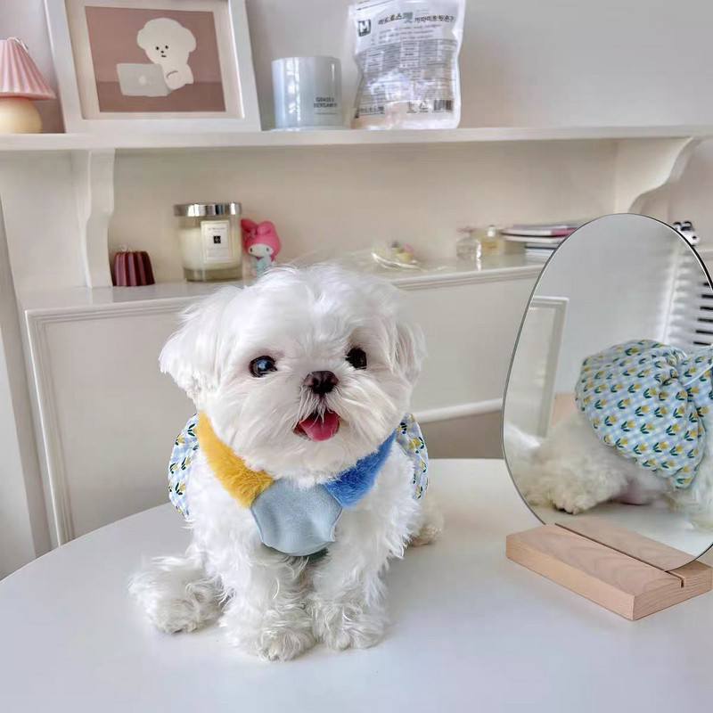 INS meleg sütőtök szoknya aranyos kockás kabát kisállat tulipán szoknya kis kölyök macska macska maci pomerániai medvék őszi téli ruha