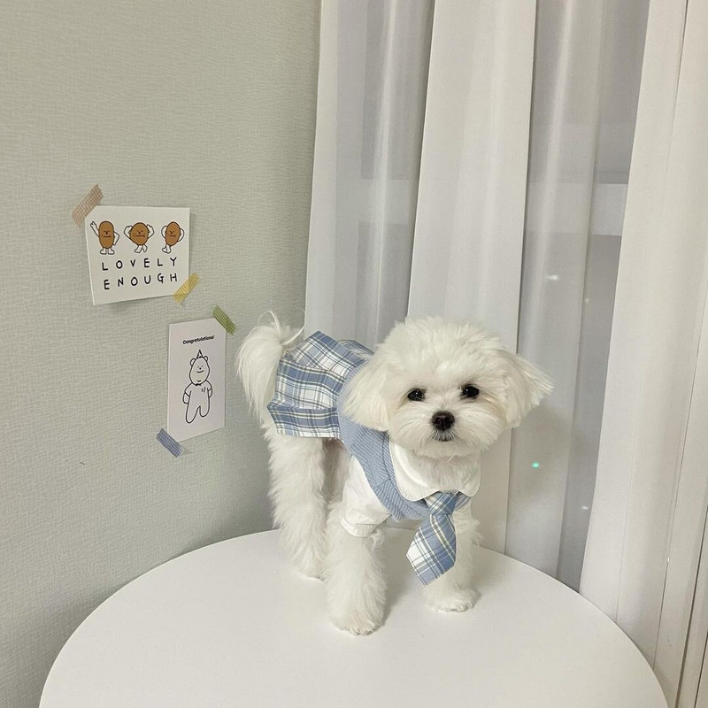 New Ins Pet Jk Uniformă Uniforma școlară Fusta în carouri Haine pentru câini Îmbrăcăminte pentru pisici Rochii pentru câini Bomei malteze pentru câini de talie mică Rochie pentru câini