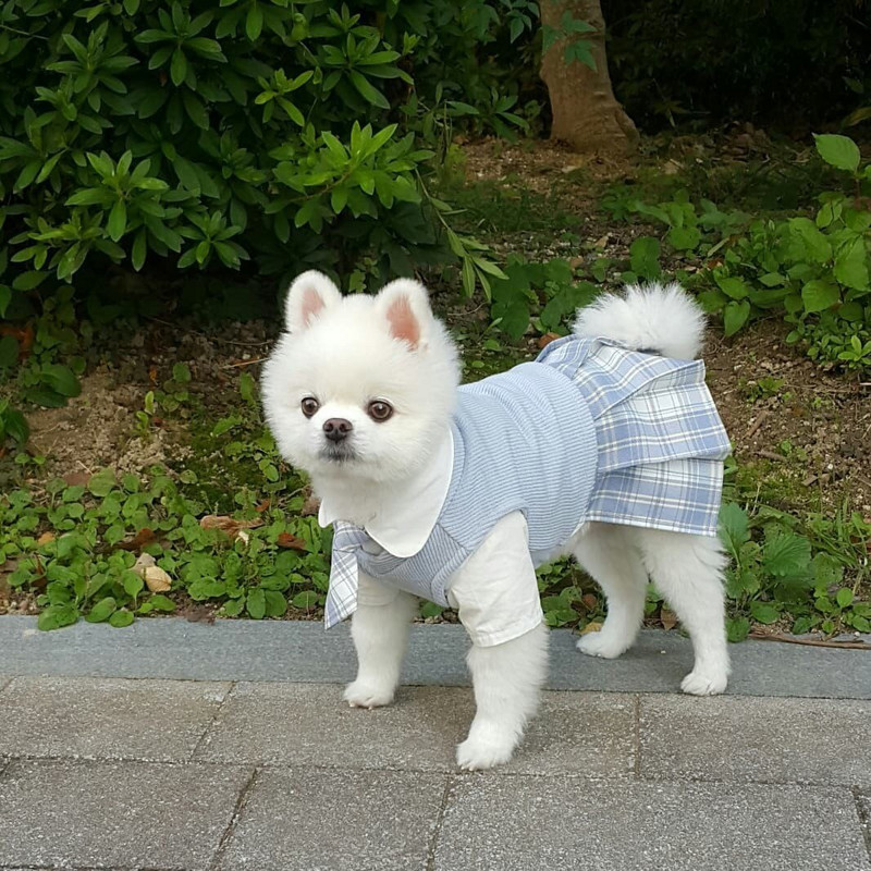 New Ins Pet Jk Uniformă Uniforma școlară Fusta în carouri Haine pentru câini Îmbrăcăminte pentru pisici Rochii pentru câini Bomei malteze pentru câini de talie mică Rochie pentru câini
