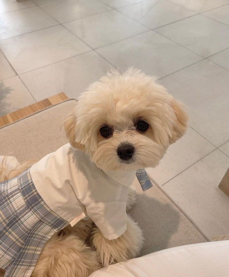 New Ins Pet Jk Uniformă Uniforma școlară Fusta în carouri Haine pentru câini Îmbrăcăminte pentru pisici Rochii pentru câini Bomei malteze pentru câini de talie mică Rochie pentru câini