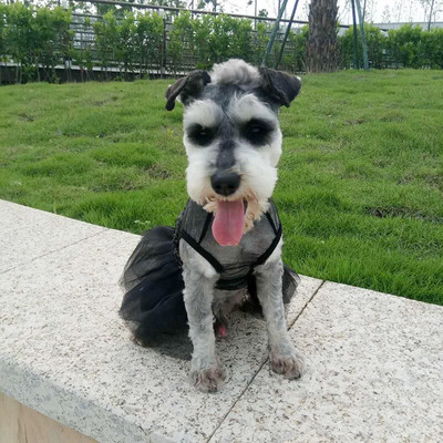 Mood Lemmiklooma Koerte Riided Suvine Tutu Kleit Koeramantel Kassi Kleit Koera Pulmakleit Litrid Lemmikloomakleit Riietus Yorkshire Teddy 10E