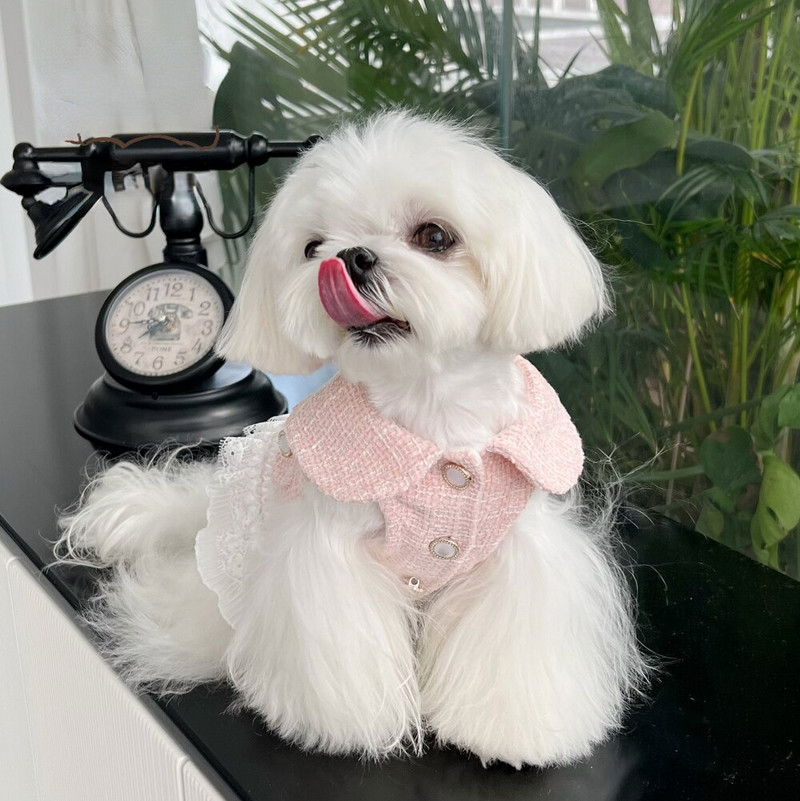 Jesenné a zimné plyšové šaty, krásne čipkované dámske šaty pre mačky, malé psy, trakčné gombíky, hrubý teplý kabát, oblečenie pre psov pre malých psov