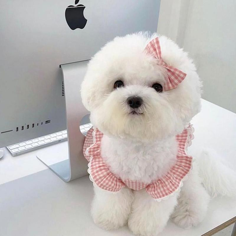 Noua haine de vară pentru câini Rochie roz pentru câini de companie Rochie din dantelă dulce Fusta din bumbac pentru cățeluși câini mici și mijlocii Chihuahua Yorkshire Perro