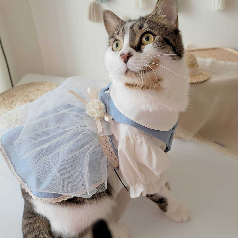 INS Bavlnená pastoračná čipkovaná sukňa z priadze, sukňa pre psov, oblečenie pre domáce zvieratá, kostýmy pre psov, krátka traková sukňa, šteňa čivava, yorkshirský darček