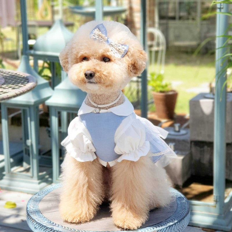 INS Bavlnená pastoračná čipkovaná sukňa z priadze, sukňa pre psov, oblečenie pre domáce zvieratá, kostýmy pre psov, krátka traková sukňa, šteňa čivava, yorkshirský darček