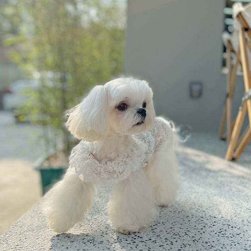 Lillelised mugavad riided kutsikale Ülimalt kerged koerte kombinesoonid pitsist lemmikloomade kapuutsidega sünnipäevakleit väikestele koertele Mopsi kassipoja mantel