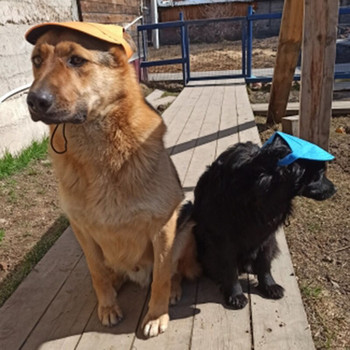 Шапка за бейзболна шапка за домашни кучета с каишка за врата Регулируеми удобни отвори за уши за малки, средни големи кучета на нашата врата Защита от слънце
