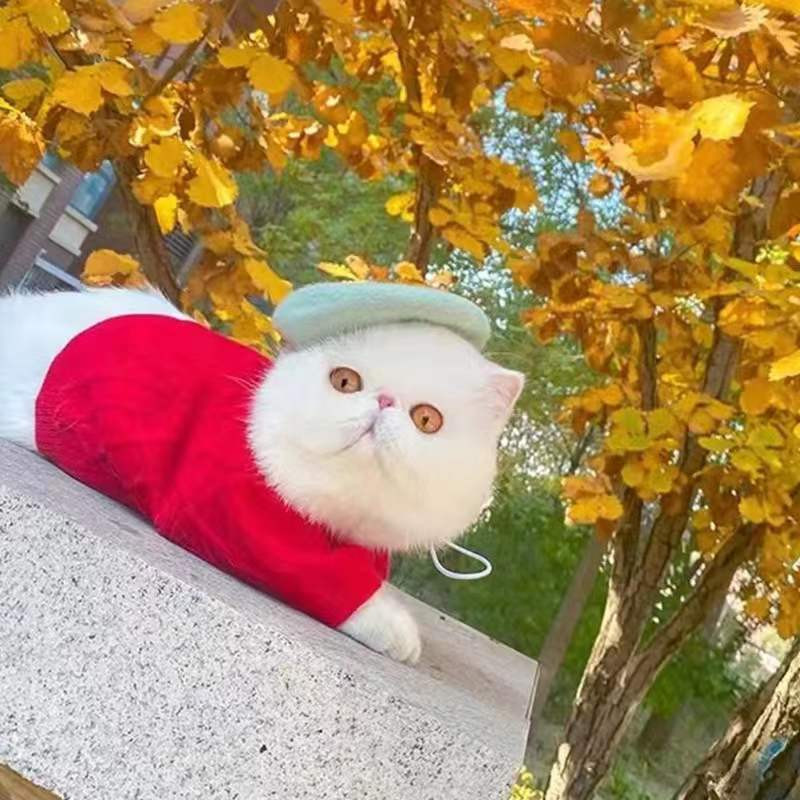 Ins Lemmikloom Koer Kass Müts Barett Jõulutarvikud Sombreros Mascotas Perros Accesorios Para Honden Cachorro Navidad Perro Sombrero