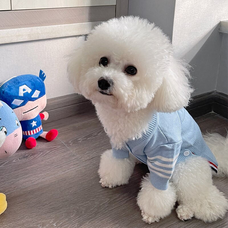 Katės šunų drabužiai Rudens žiemos megztinis megztinis Anglų trumpas mėlynas kačių meškiukas Chenery VIP šunų drabužiai naminiams gyvūnėliams