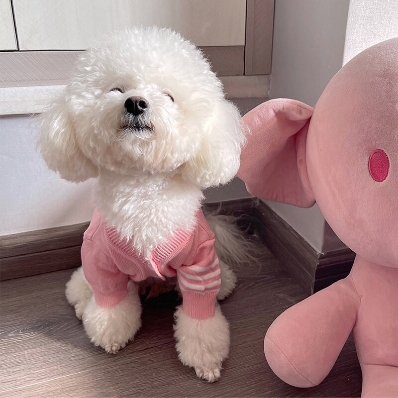 Katės šunų drabužiai Rudens žiemos megztinis megztinis Anglų trumpas mėlynas kačių meškiukas Chenery VIP šunų drabužiai naminiams gyvūnėliams