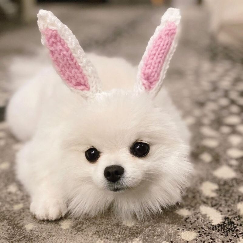 Αστείο καπέλο για γάτα Πλεκτό καπέλο Φόρεμα στολή για κατοικίδιο καπέλο Χριστουγεννιάτικο Cosplay Ζεστό καπέλο για σκύλους Καπέλα Αξεσουάρ για κουτάβι γάτα