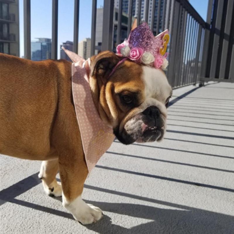 1 ks Všetko najlepšie k prvým narodeninám, klobúčiky, dekoračná čiapka, jedna narodeninová čiapka, princezná koruna, 1., 2. a 3. rok, pre domáce zvieratá, psy, mačky, čelenka, horúca