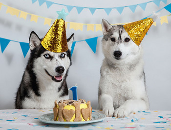 2 ΤΕΜ Καλύμματα κεφαλής υψηλής ποιότητας Καπέλα γενεθλίων κατοικίδιων ζώων Glitter διακόσμηση γενεθλίων κατοικίδιων παγιέτες για σκύλους για πάρτι για σκύλους Αξεσουάρ καπέλο γάτας