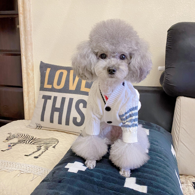 Rūbai augintiniams Rudens žiema Vidutinis mažas šuniui megztas megztinis Madingas Šiltas paltas Taksas Čihuahua Kačiukas Šuniukas Saldus megztinis Mopsas