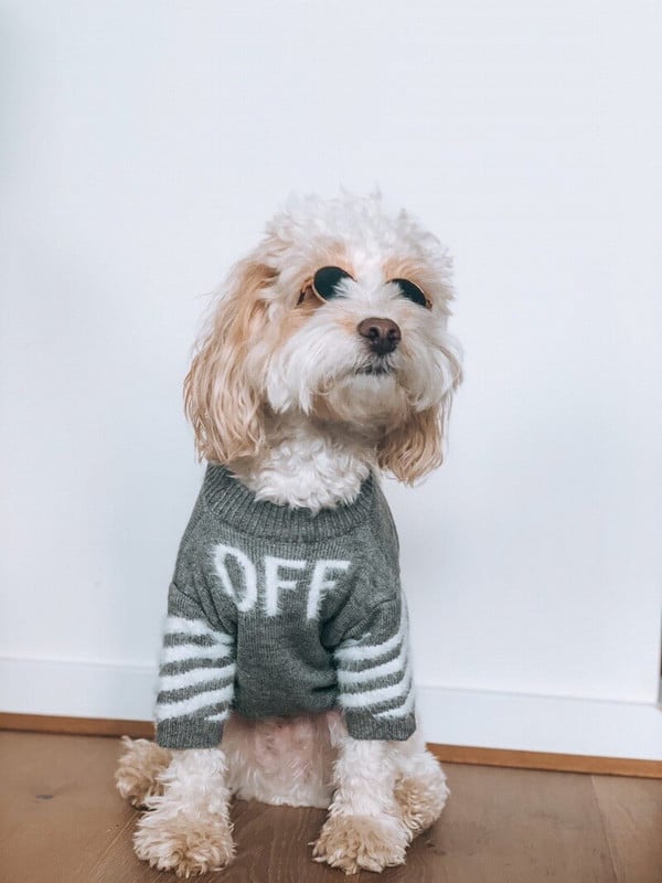 DUOMASUMI Fleksibilna modna odjeća za male pse za mačku Koki pudla pomeranski šnaucer Teddy odjeća za kućne ljubimce Džemperi za pse
