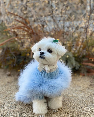 Haine moi pentru animale de companie din pene de curcan Pulover de iarnă pentru câini, de lux, de designer, pentru chihuahua, Suministros Para Perros