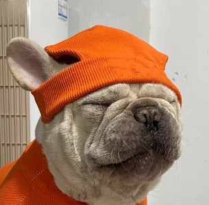 Tričko s plyšovým efektom pre domáce zvieratá, teplý sveter pre šteniatka, jednofarebné oblečenie, pletené svetre pre domáce zvieratá, oblečenie pre psov, čiapky B1151