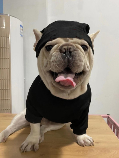 Tričko s plyšovým efektom pre domáce zvieratá, teplý sveter pre šteniatka, jednofarebné oblečenie, pletené svetre pre domáce zvieratá, oblečenie pre psov, čiapky B1151