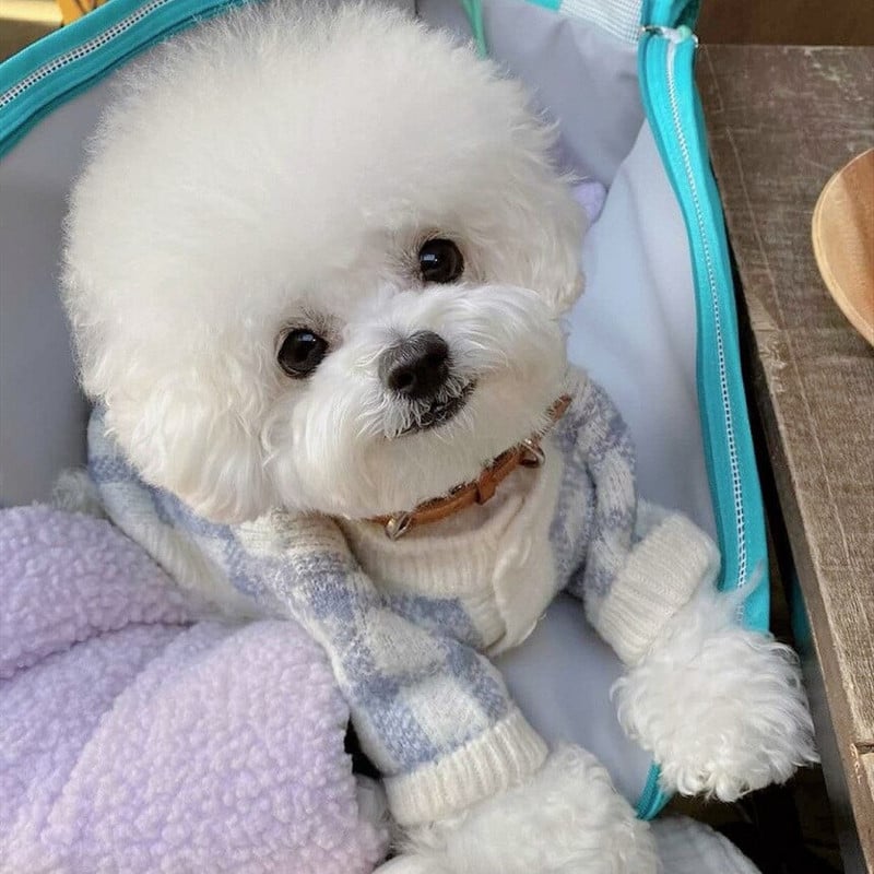 Zimný sveter, ružový, mriežkovaný, modrý, mriežkovaný, teplý sveter pre psa a mačku, štýlový dizajnérsky sveter pre psa, bradáč