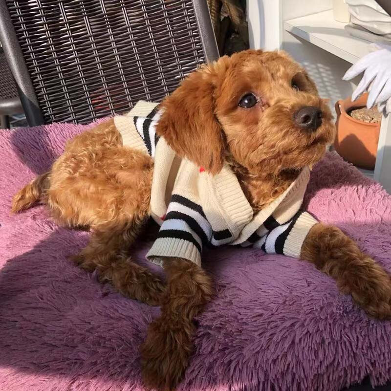 Haine de toamnă și iarnă din bumbac pur în dungi cu nasturi pentru cățeluș Chihuahua Yorkshire, pulover, haine pentru câini de talie mică