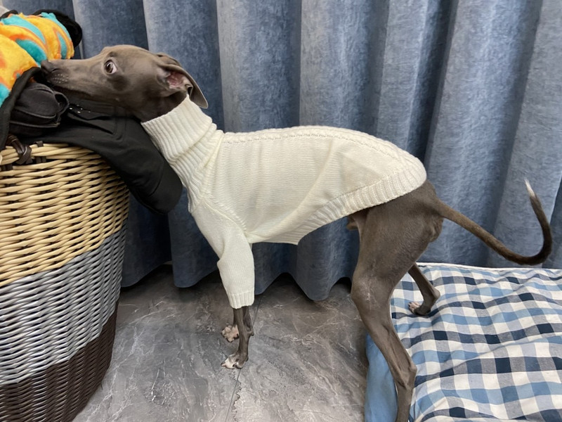 Valge Whippeti kampsun Turtleneck Pehme Itaalia Spirit Talvekampsun Kudumine Soe Kampsun Väike Keskmine Kampsun