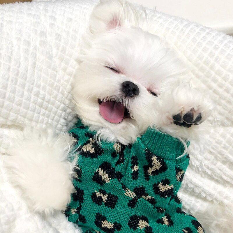 Haina pentru câini verde leopard, pulover cald pentru cățeluș, bichon, hiromi, pulover moale, pentru animale de companie, la modă, haine de toamnă și iarnă, accesorii pentru câini