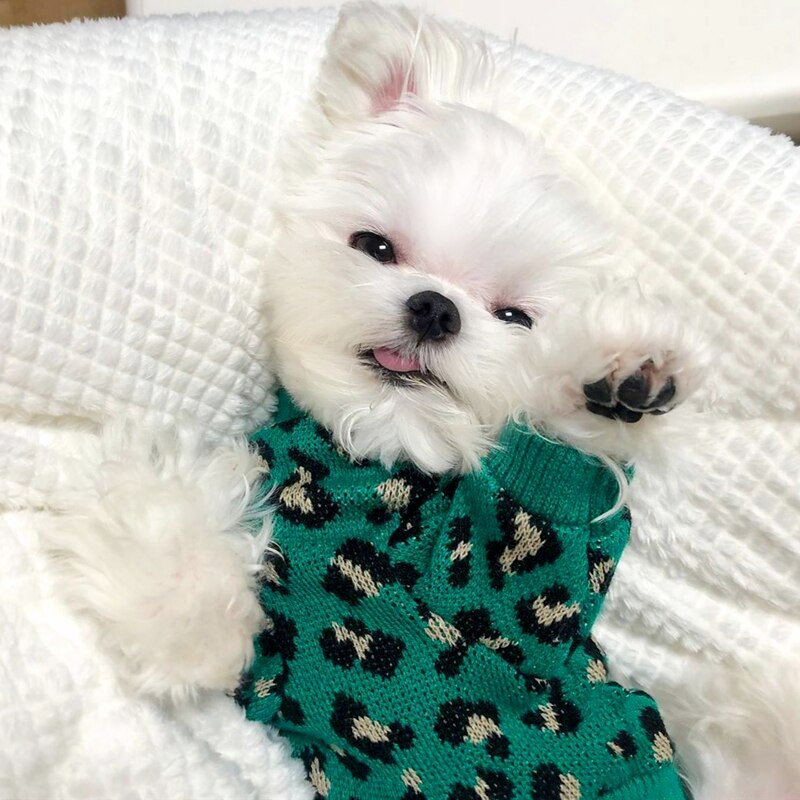 Haina pentru câini verde leopard, pulover cald pentru cățeluș, bichon, hiromi, pulover moale, pentru animale de companie, la modă, haine de toamnă și iarnă, accesorii pentru câini