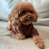 2022 Nový sveter pre domácich miláčikov, celoročná móda, zahusťovacie teplé oblečenie pre šteniatka Taddy, pohodlné oblečenie pre psov pre malých psov